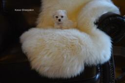 Giant White Sheepskin Rug Genuine Lambskin Fur Area Rug - 120-130cm X 60-80cm