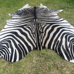 Zebra New Cowhide Rug Genuine Natural Hair On - Large Black White Beige Brown Print Printed Soft Hair Zbl - thumbnail 3
