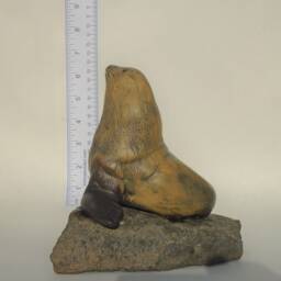 Male Stellar's Sealion On Rock - thumbnail 2