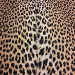 Leopard Print Pillow Cover Exotic French Cotton Decor - thumbnail 2