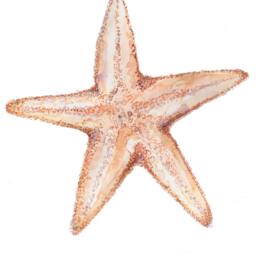 Starfish Wall Decal, Starfish Sticker, Nautical Nursery, Starfish Decor, Starfish Decals, Mermaid Decor, Ocean Nursery, Under The Sea, Sea Art - thumbnail 3
