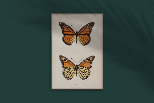 Monarch Butterfly Print - Danais Archippus Professional Quality Poster Art - image 1