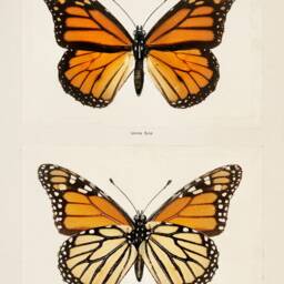 Monarch Butterfly Print - Danais Archippus Professional Quality Poster Art - thumbnail 3