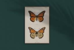 Monarch Butterfly Print - Danais Archippus Professional Quality Poster Art - thumbnail 1