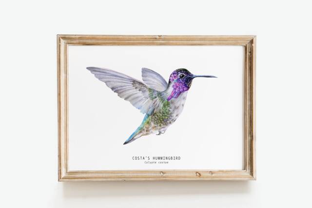 Costa's Hummingbird Watercolor Fine Art Print - Bird Lover Gifts Nature Wall Hummingbirds Home D??cor Costa Costas Calypte Costae - image 1