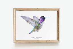 Costa's Hummingbird Watercolor Fine Art Print - Bird Lover Gifts Nature Wall Hummingbirds Home D??cor Costa Costas Calypte Costae - thumbnail 1