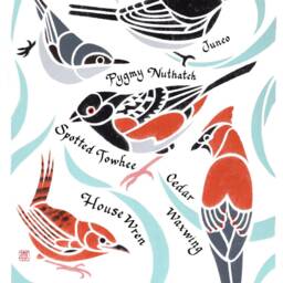 Lack Lazuli's Birds Of Boulder Art Print/Colorado Birder Bird Junco Waxwing Nuthatch Towhee Wren - thumbnail 2