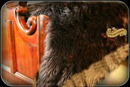 Plush Faux Fur Bed Spread - Comforter Throw Blanket Shaggy Brown With Coyote Wolf Border Trim