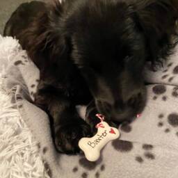 Small Dog Christmas Decoration, Personalised Dog Bone Hanging Ceramic Bone, Gift For Dogs - thumbnail 4