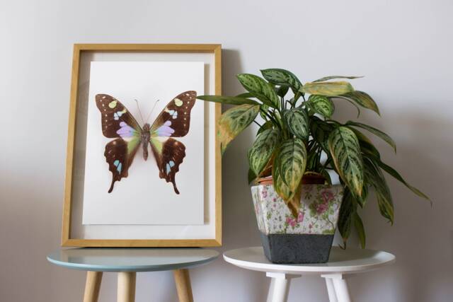Swallowtail Butterfly Print, Art, Poster, Kids Room Decor, Nature Nursery Wall Art - image 1