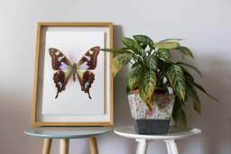 Swallowtail Butterfly Print, Art, Poster, Kids Room Decor, Nature Nursery Wall Art - thumbnail 1