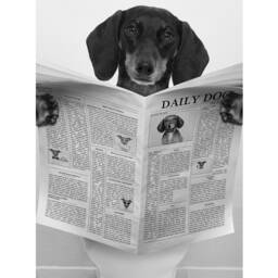 Daily Dog Dachshund, Bathroom Wc Wall Art Print, Black & White Modern Print Poster Decor Fun Poster, Photograph - thumbnail 2