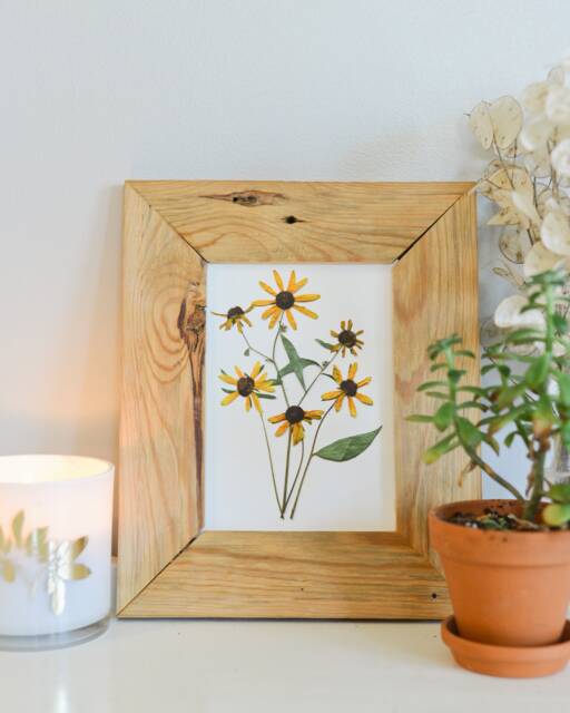 Black Eyed Susan/Rudbeckia, Maryland State Flower - Print Reproduction Artwork Of Pressed Flowers 100% Cotton Rag Paper Botanical Art - image 1