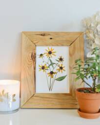 Black Eyed Susan/Rudbeckia, Maryland State Flower - Print Reproduction Artwork Of Pressed Flowers 100% Cotton Rag Paper Botanical Art - thumbnail 1