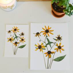 Black Eyed Susan/Rudbeckia, Maryland State Flower - Print Reproduction Artwork Of Pressed Flowers 100% Cotton Rag Paper Botanical Art - thumbnail 3
