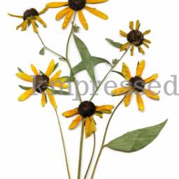 Black Eyed Susan/Rudbeckia, Maryland State Flower - Print Reproduction Artwork Of Pressed Flowers 100% Cotton Rag Paper Botanical Art - thumbnail 2