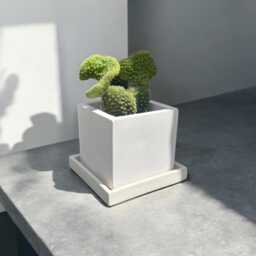 Atelier Ideco - Modern White Cube Concrete Planter Box With Draining Holes & Saucer, Nice For Cactus