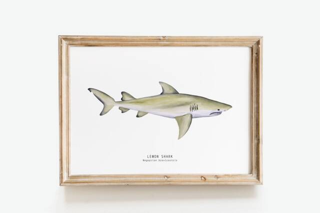 Lemon Shark Nature Print - Shark Dining Room Wall Art Nautical Home D??cor Gift Montessori Nursery Prints Negaprion Brevirostris - image 1