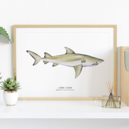 Lemon Shark Nature Print - Shark Dining Room Wall Art Nautical Home D??cor Gift Montessori Nursery Prints Negaprion Brevirostris - thumbnail 2