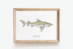 Lemon Shark Nature Print - Shark Dining Room Wall Art Nautical Home D??cor Gift Montessori Nursery Prints Negaprion Brevirostris - thumbnail 1