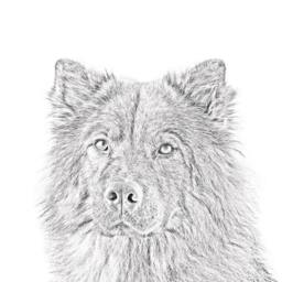Eurasier - Wooden Stand For Candles/Pens With The Image Of A Dog New Collection - thumbnail 2