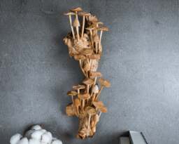 Handmade Wooden Mushroom Wall Art Tropical Driftwood Sculpture 14 - thumbnail 1