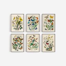Butterfly Set Of 6 Prints, Summer Flower Gallery Wall Art, Botanical Floral Poster, Digital Nursery Decor, Antique Nature Canvas, Gift Idea - thumbnail 2