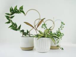 Heart Shaped Trellis - Hoya Houseplant Indoor Plant Gift - thumbnail 1