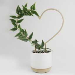 Heart Shaped Trellis - Hoya Houseplant Indoor Plant Gift - thumbnail 2