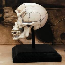 Cyclops Skull Curio Resin With Display Stand Fantasy House Decor - thumbnail 3