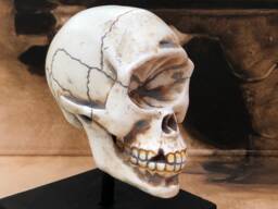 Cyclops Skull Curio Resin With Display Stand Fantasy House Decor