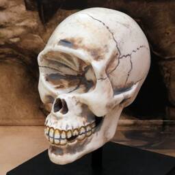 Cyclops Skull Curio Resin With Display Stand Fantasy House Decor - thumbnail 2