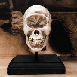Cyclops Skull Curio Resin With Display Stand Fantasy House Decor - thumbnail 4