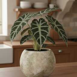 Light Green & Beige Ceramic Plant Pot, Handmade Indoor Planter, Gift, - D12cm-D37cm - thumbnail 3