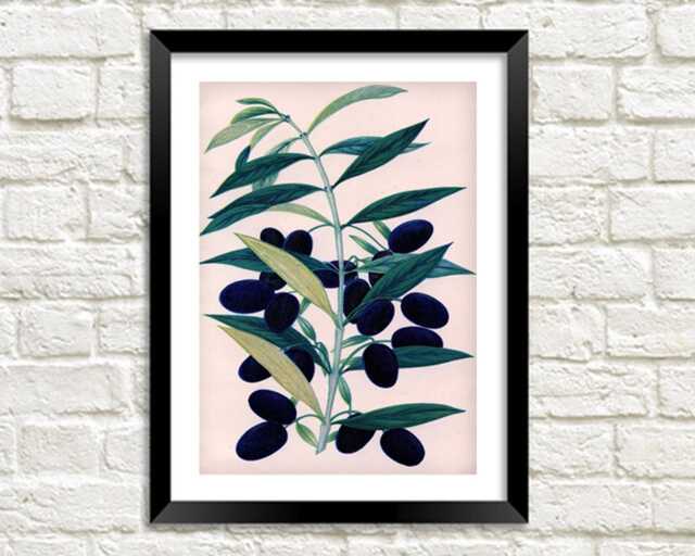 Olive Prints Vintage Green & Black Olives Art Illustrations - image 1