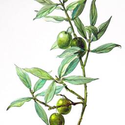 Olive Prints Vintage Green & Black Olives Art Illustrations - thumbnail 3