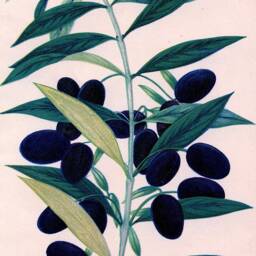 Olive Prints Vintage Green & Black Olives Art Illustrations - thumbnail 2