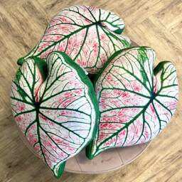 Caladium Leaf Pillow, Caladium Cushion, Urban Jungle Decor, Plant Lover Gift - thumbnail 4