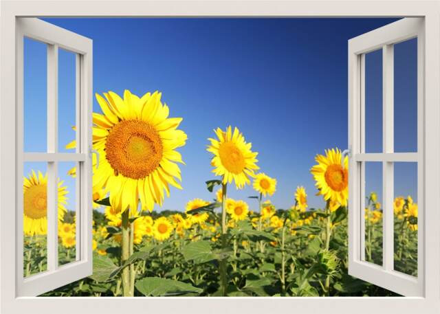Sun Flowers Wall Decal, 3D Window Field View Nature Frame, Home Mural