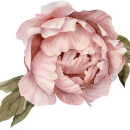 Pink Peony #2 With Leaves Removable Fabric Wall Sticker Individual Blooming Peonies Baby Girl Nursery Decor - Customize Your Own Decal Set - thumbnail 4