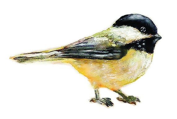 Chickadee Wall Decal, Bird Sticker, Get Well Gift, Watercolor Nursery, Black-Capped