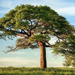 3D Tree Window Wall Sticker Serene Nature View, Vinyl Decor - thumbnail 4