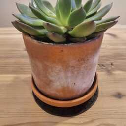 Hand Tooled Leather Plant Coaster, Waterproof Table Protector, 7 Inch - thumbnail 3