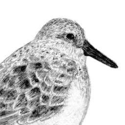 Sanderling Bird Print Fingerprint Guestbook, Nursery Art - Print Kit Option - thumbnail 2