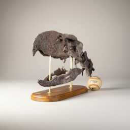 Museum Grade Terror Bird Skull Andalgalornis Steulleti Replica, High Details, Christmas Gift - thumbnail 4