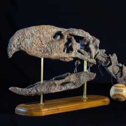 Museum Grade Terror Bird Skull Andalgalornis Steulleti Replica, High Details, Christmas Gift - thumbnail 3