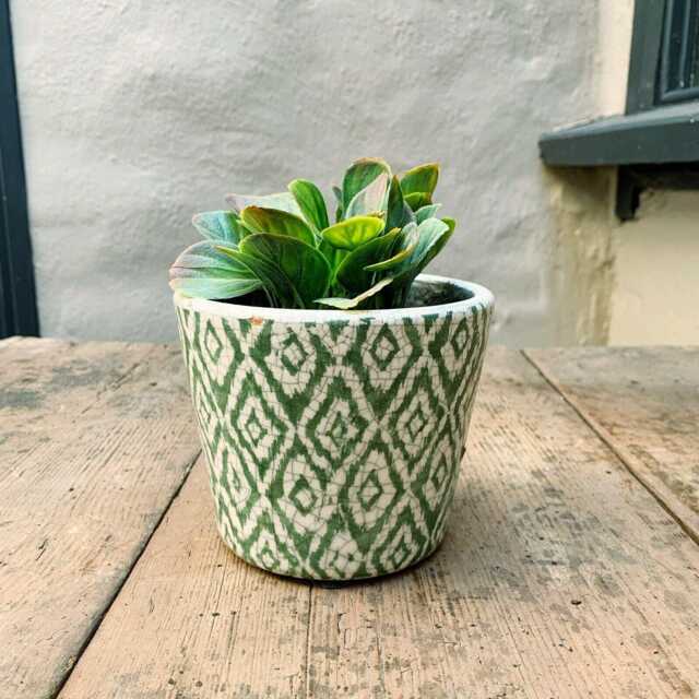 Dutch Pot - Green & White Geometric Diamond Pattern Plant & Design Crackle Glaze Rustic Cover