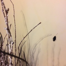 Cockroach Decals, Roach Decals, Halloween Wall Wall Bug Decals - thumbnail 3