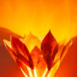 Oak & Chestnut Wall Lamp - thumbnail 3