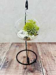 Christmas Decoration Red Robin. Air Plant Glass Terrarium With Stone. Bauble